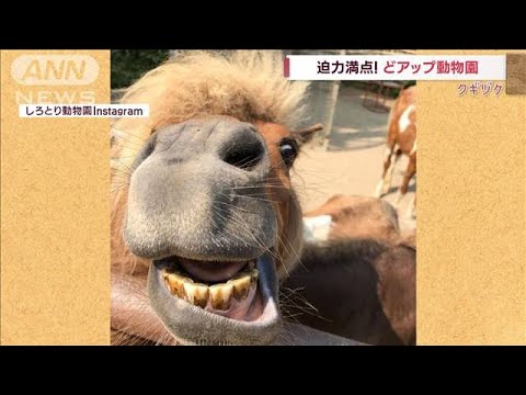 迫力満点！飼育員さんが撮影　どアップでいい表情(2022年10月21日)