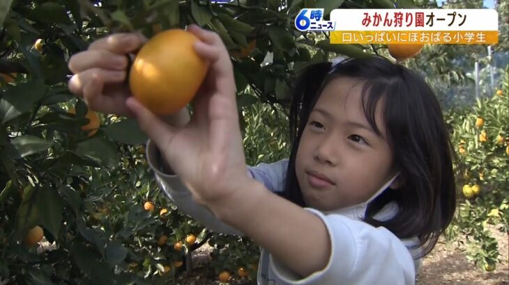 小学生たちも体験「みかん狩り」　日当たりよく適度な寒暖差…京都・宮津市の由良地区（2022年10月21日）