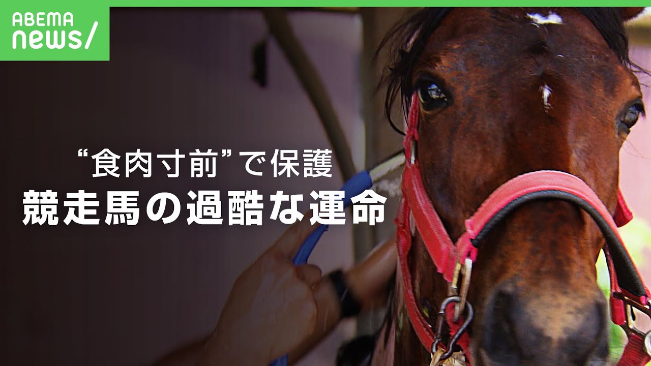 【競馬】大半が余生全う出来ず…競走馬の”セカンドキャリア”支援と葛藤