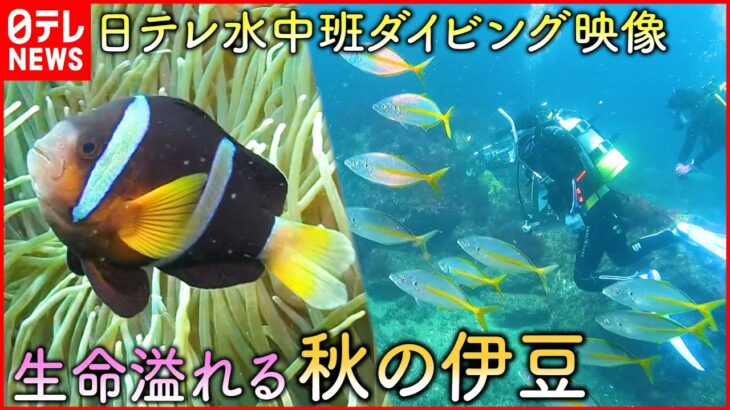 【ダイビング映像】”魚たちの楽園”を日テレ水中班が撮影！”中秋の名月”夜の海で見たものは？