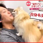 【投稿動画】ゲーム中でもおかまいなし！”かまってちゃん”のワンコ『news every.』16時特集