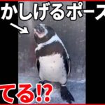 【実は】「それ以上近づくな」首をかしげるペンギンのポーズは“怒りの感情”