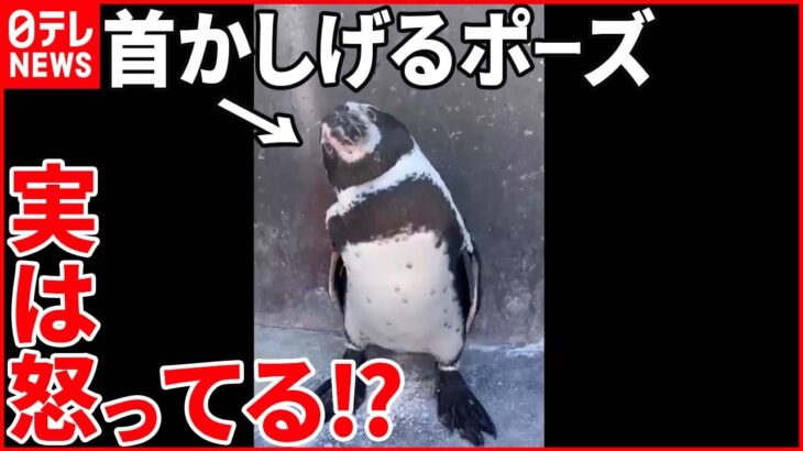 【実は】「それ以上近づくな」首をかしげるペンギンのポーズは“怒りの感情”