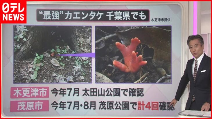 【解説】味覚の秋も注意「食中毒」 公園に“最強”の毒キノコ…うっかり触ると危険