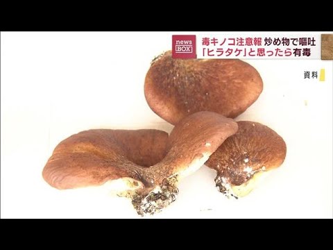 ヒラタケと間違え“毒キノコ”誤食　炒め物で嘔吐(2022年10月25日)