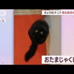 変幻自在の黒ネコ “おたまじゃくし”や“フライパン”に！(2022年10月25日)