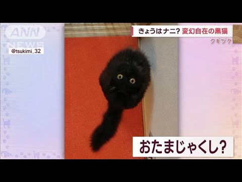 変幻自在の黒ネコ “おたまじゃくし”や“フライパン”に！(2022年10月25日)
