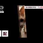 隙間から部屋をのぞき続けるネコ　飼い主さんが心配？(2022年10月25日)