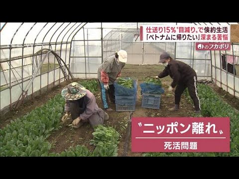 【円安影響】外国人労働者“ニッポン離れ”加速…世界で起きる労働者“争奪戦”(2022年10月25日)