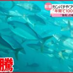 【円安・物価高が影響】養殖魚のエサの原材料「魚粉」高騰