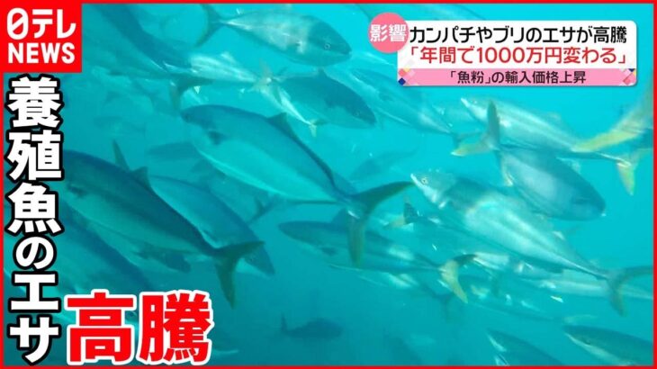 【円安・物価高が影響】養殖魚のエサの原材料「魚粉」高騰
