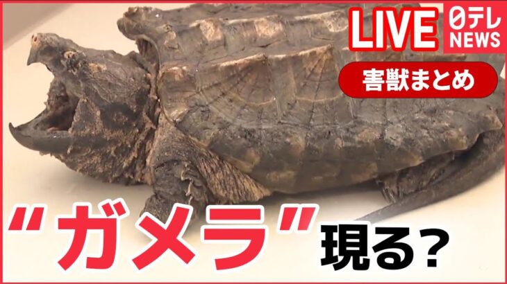 【害獣ライブ】 懐かしの”怪獣”の正体は？ / 海岸に海の危険生物が漂着 / シカが全国各地で増加、作物に被害も　など―― （日テレNEWS LIVE）