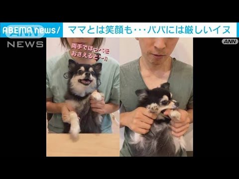 ママとは楽しくダンスも…パパには“ガブリっ”　対応が違い過ぎる犬が話題(2022年10月28日)