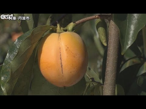秋の味覚「西条柿」の収穫　上品な甘みと柔らかい食感で人気　兵庫・丹波市