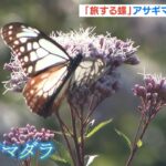 “旅する蝶”アサギマダラが乱舞　フジバカマの花畑に飛来　和歌山・上富田町（2022年10月30日）