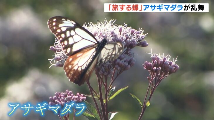 “旅する蝶”アサギマダラが乱舞　フジバカマの花畑に飛来　和歌山・上富田町（2022年10月30日）