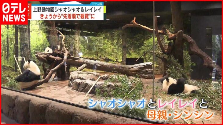 【双子パンダ】4日から“先着順で観覧”に 開始直後は最大1時間待ち 上野動物園