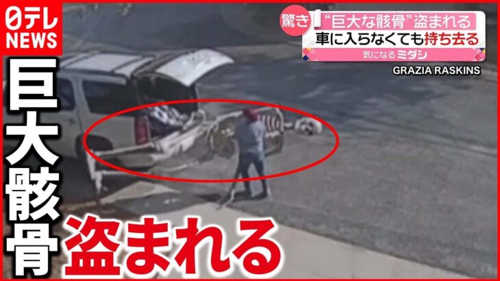 【驚き】高さ4メートル超 無理矢理に車に押し込む姿が…