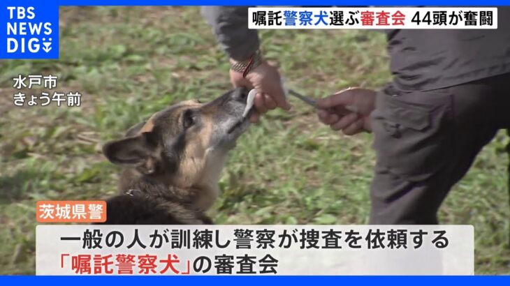 目指せ嘱託警察犬　シェパードにトイプードル　44頭の犬が審査会に参加　茨城県警｜TBS NEWS DIG