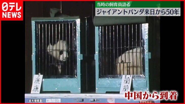 【パンダ・来日から50年】当時の飼育員が語る 上野動物園
