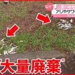 【大量廃棄】公園の緑地に魚 アジやサワラ？50匹以上が… 松江市