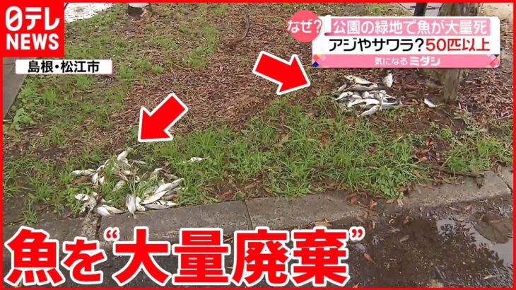 【大量廃棄】公園の緑地に魚 アジやサワラ？50匹以上が… 松江市