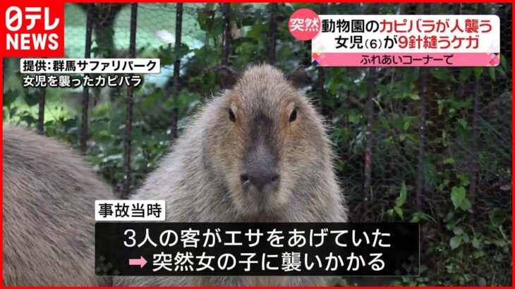 【6歳女児ケガ】動物園のカピバラが人襲う…9針縫うケガ 群馬県