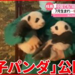 【双子パンダ】7月に生まれたばかり…中国の動物園で一般公開