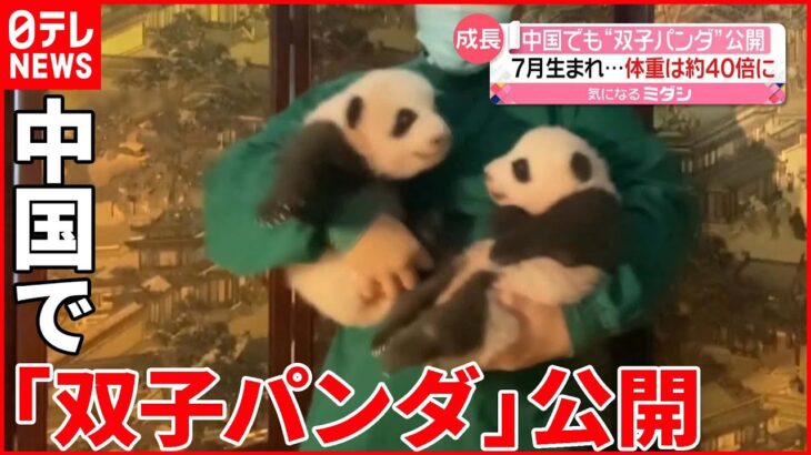 【双子パンダ】7月に生まれたばかり…中国の動物園で一般公開