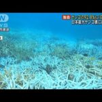 【独自】サンゴの92.8％に「白化現象」 沖縄 日本最大「石西礁湖」に迫る危機(2022年10月22日)