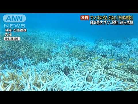 【独自】サンゴの92.8％に「白化現象」 沖縄 日本最大「石西礁湖」に迫る危機(2022年10月22日)