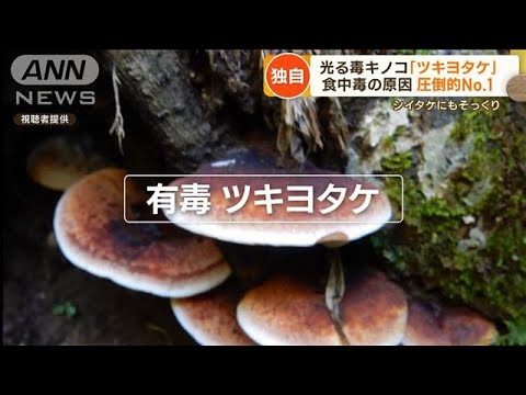 【独自】「光る毒キノコ」食中毒の原因　圧倒的No.1…まるで“忍者”　食用にそっくり【もっと知りたい！】(2022年10月21日)