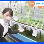 おさかな畑で持続可能な農業【SUNトピ】｜TBS NEWS DIG