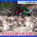 スペイン・マドリードで羊の大移動 冬の名物｜TBS NEWS DIG