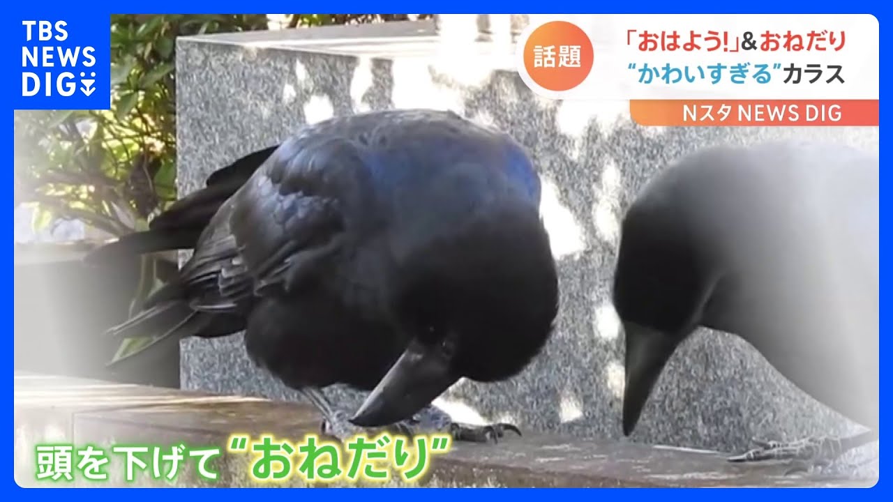 「今世紀1番にかわいいカラスを見てしまった」…「おはよう」カラスに“おねだり”カラス｜TBS&nbsp;NEWS&nbsp;DIG