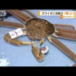 「蟹-1グランプリ」開催　ズワイガニ初競り　最高級ブランド「輝」に100万円(2022年11月7日)