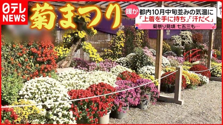 【きょうの1日】「菊まつり」が見頃 コロナとインフルに警戒…“同時接種”も