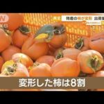 【異変】特産“柿”が変形　出荷量1割に…原因不明で農家苦悩(2022年11月14日)