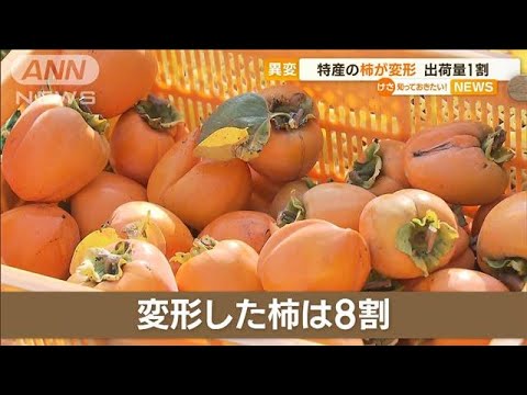 【異変】特産“柿”が変形　出荷量1割に…原因不明で農家苦悩(2022年11月14日)
