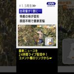 【異変】特産“柿”が変形　出荷量1割に…原因不明で農家苦悩　#shorts