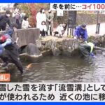 冬に備えてコイ1000匹がお引っ越し　瀬戸川から近くの池に移して“越冬”｜TBS NEWS DIG