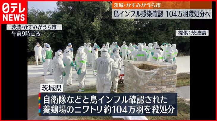 【約104万羽殺処分】茨城県の養鶏場で　104万羽のニワトリを殺処分開始 高病原性鳥インフルエンザ