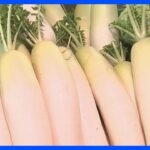 【速報】12月は「だいこん」「レタス」「きゅうり」が安い 野菜価格の見通し 農水省｜TBS NEWS DIG