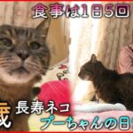 【長寿ネコ】人なら120歳!? プーちゃんと飼い主の悠々自適な日常　高知　NNNセレクション