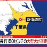 【速報】体長約150センチの大型犬が逃走か　千葉・四街道市