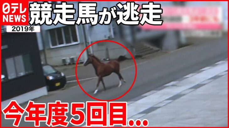 【また逃走】厩務員ら2人がケガ 笠松競馬場から競走馬が再び逃走