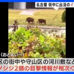 名古屋市内でイノシシ2頭目撃で警戒続く　市は猟友会と捕獲の準備｜TBS NEWS DIG