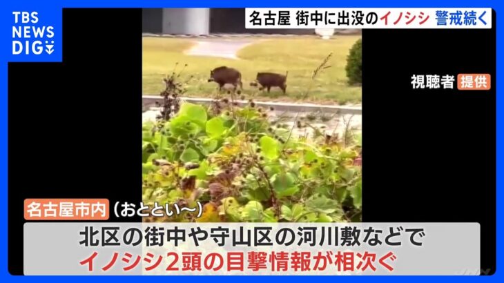 名古屋市内でイノシシ2頭目撃で警戒続く　市は猟友会と捕獲の準備｜TBS NEWS DIG