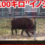 【イノシシ出没】男女2人ケガ「ぱっと見はクマかと…」繁殖期を前に行動範囲に変化か