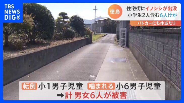 パトカーにも体当たり　イノシシに襲われ小学生2人含む6人けが　徳島県小松島市｜TBS NEWS DIG